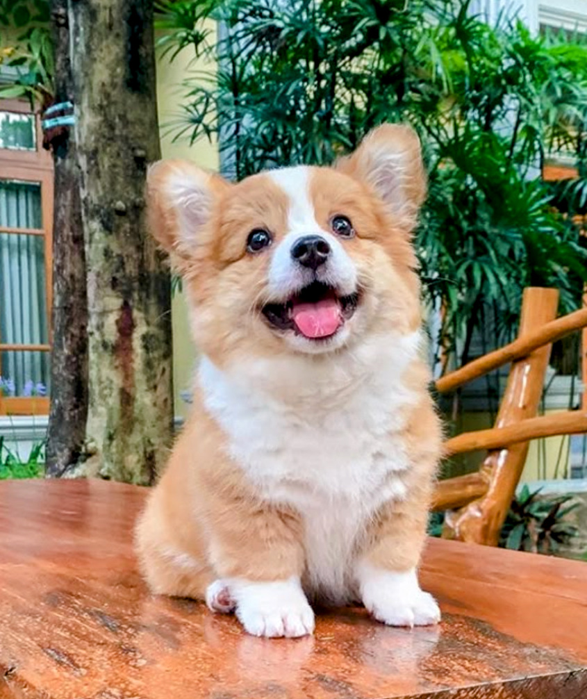 Darling Corgi Puppy