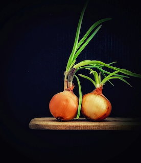 Two onions with green stems on wooden board, dark background
