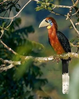 Rufous-necked Hornbill perched on a mossy branch in a green forest, India