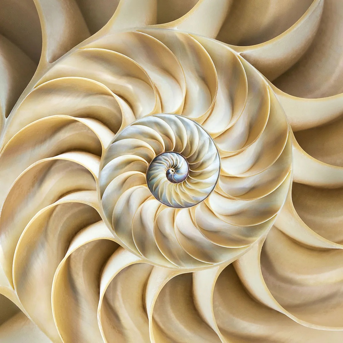 Nautilus shell cross-section showing spiral chambers in cream and tan colors