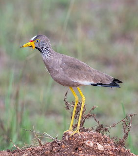 African wattled lapwing