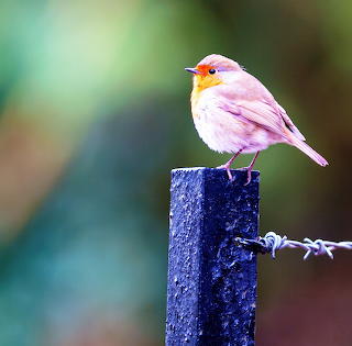 Colorful Robin on Fence Post