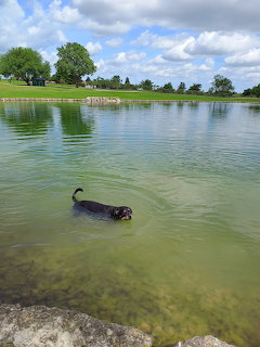 Dog Swimming in Lake