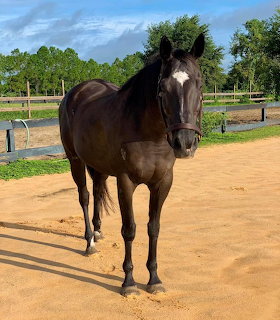 Black horse with white facial marking standing in outdoor paddock