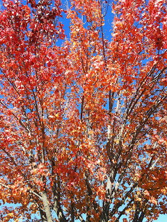 Red and orange autumn maple leaves on tree branches against a bright blue sky
