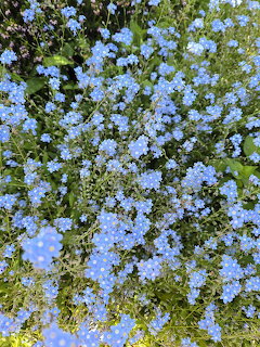Forget-me-nots Blue Flowers