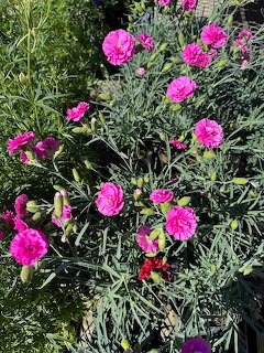 Pink Garden Flowers