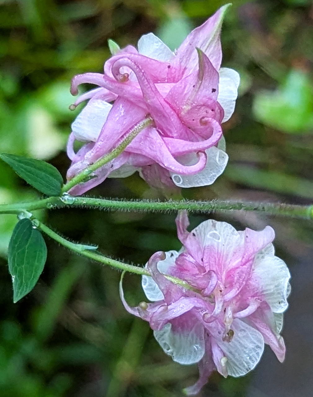 Pink and white columbine flowers with rain droplets