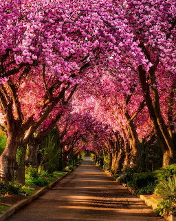 Tree-lined path with arching pink cherry blossom branches forming a tunnel at golden hour
