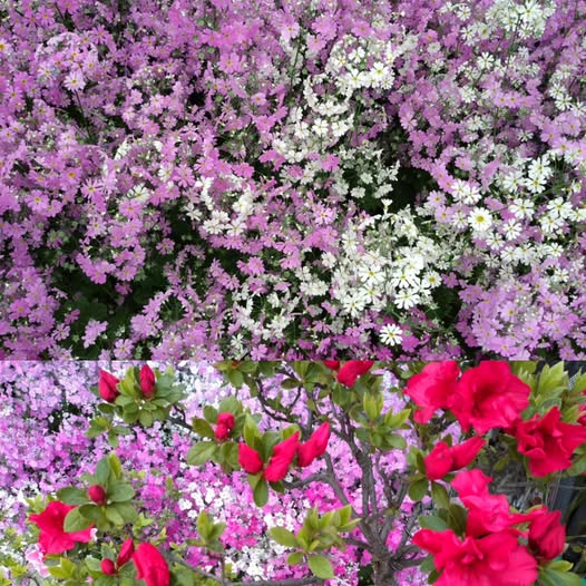 Collage of pink, purple, white, and red flowers blooming closely together