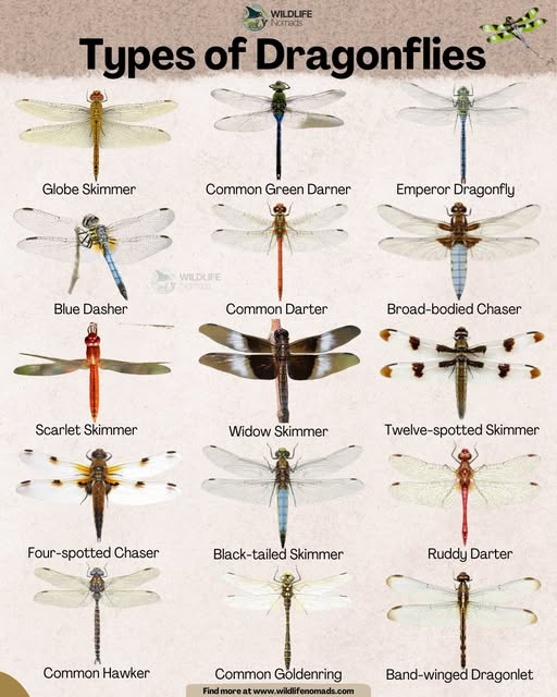 Types of Dragonflies Chart