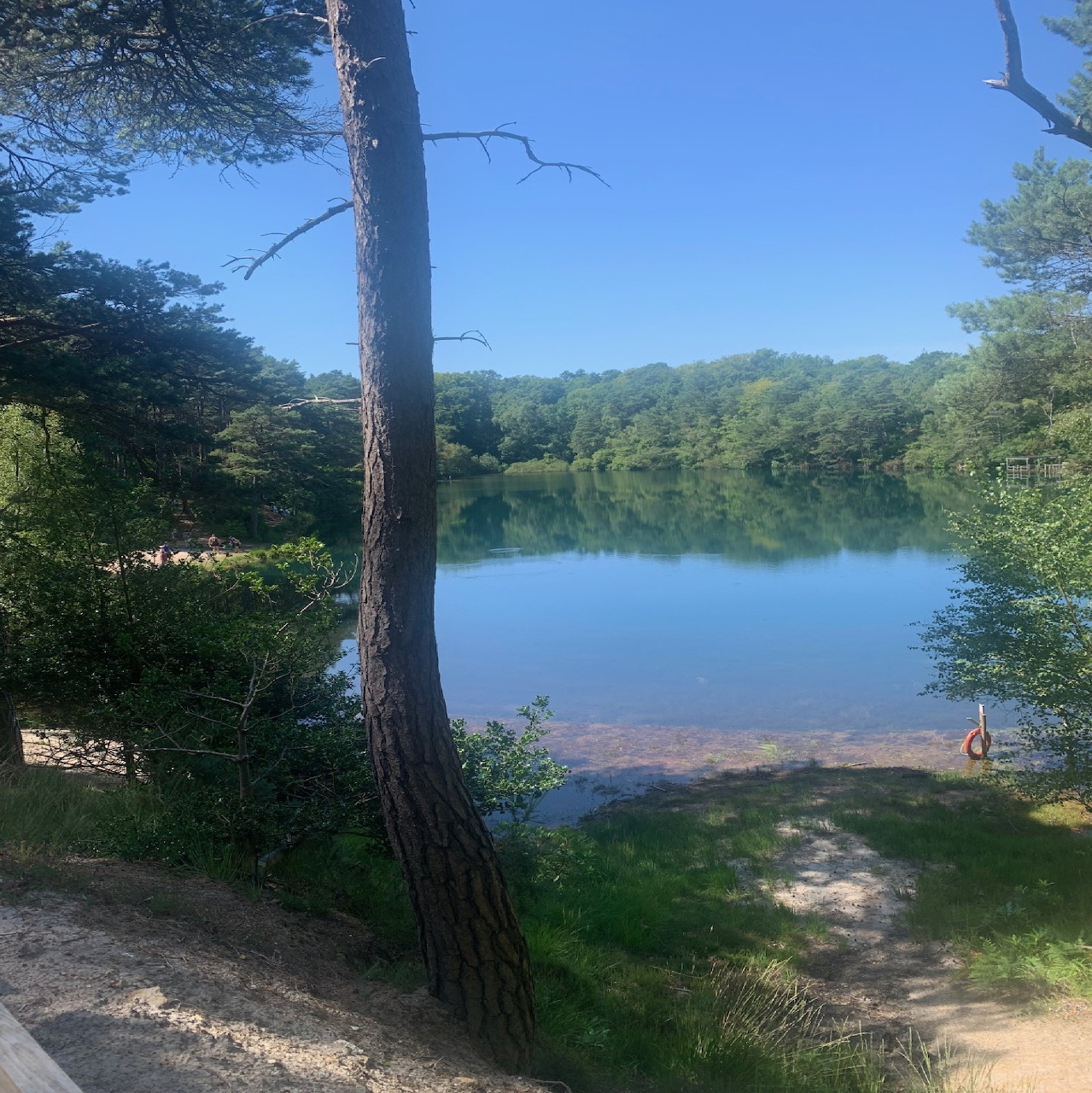 Blue lake surrounded by green trees with a tall tree trunk in the foreground