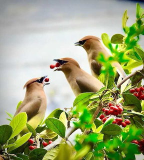 Three waxwing birds perched in leafy branches eating red berries