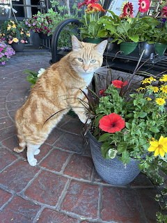Orange tabby cat sitting among colorful potted flowers on brick patio