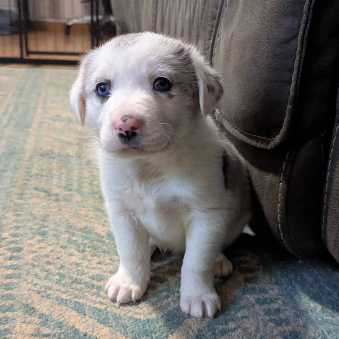 White puppy with blue eyes sitting on blue rug beside leather chair
