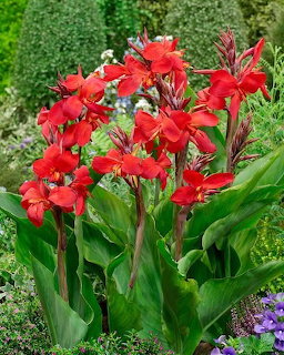 Red Canna Lily Flowers