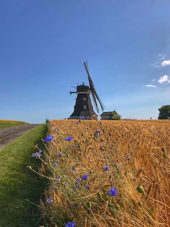 Traditional windmill behind a golden wheat field with blue cornflowers along a grassy path under blue sky