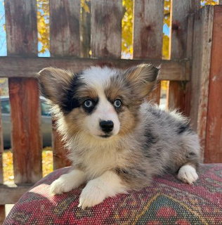 Merle Corgi puppy resting on a patterned cushion outdoors with autumn leaves behind