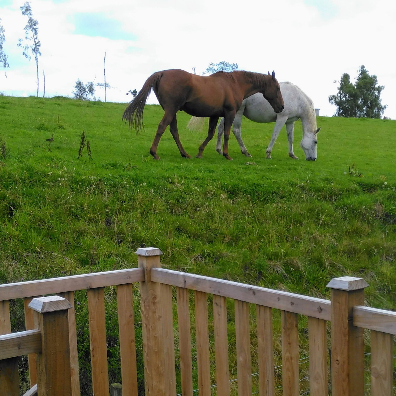 Two horses grazing on green hillside with wooden fence, trees and cloudy sky in Crieff Scotland