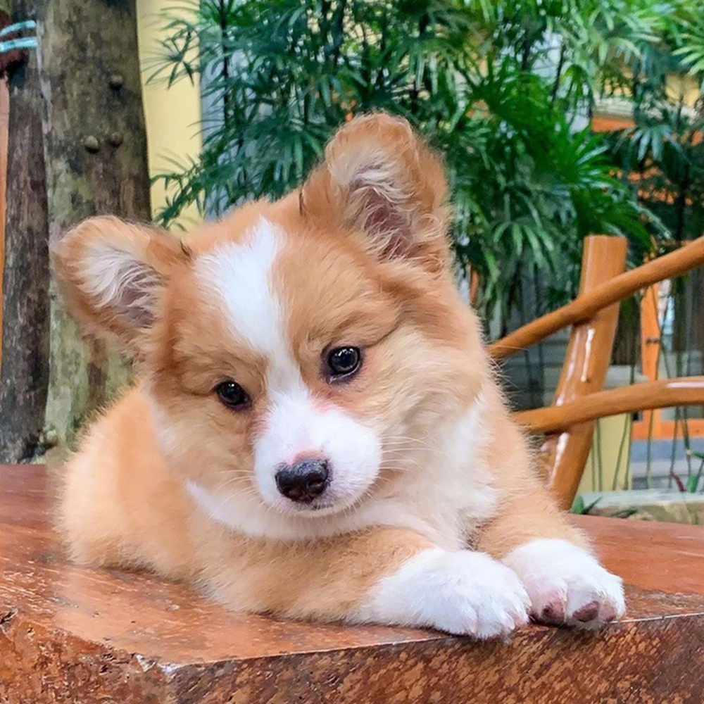 Tan and white Welsh Corgi puppy resting on wood with green plants in background