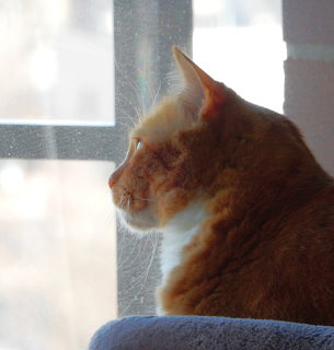 Orange tabby cat in profile sitting beside a sunlit window