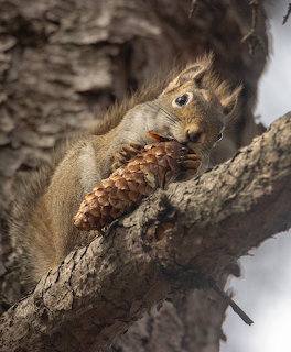 Squirrel with Pinecone