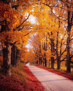 Tree-lined path with vibrant orange autumn foliage forming a natural tunnel, fallen leaves covering the ground