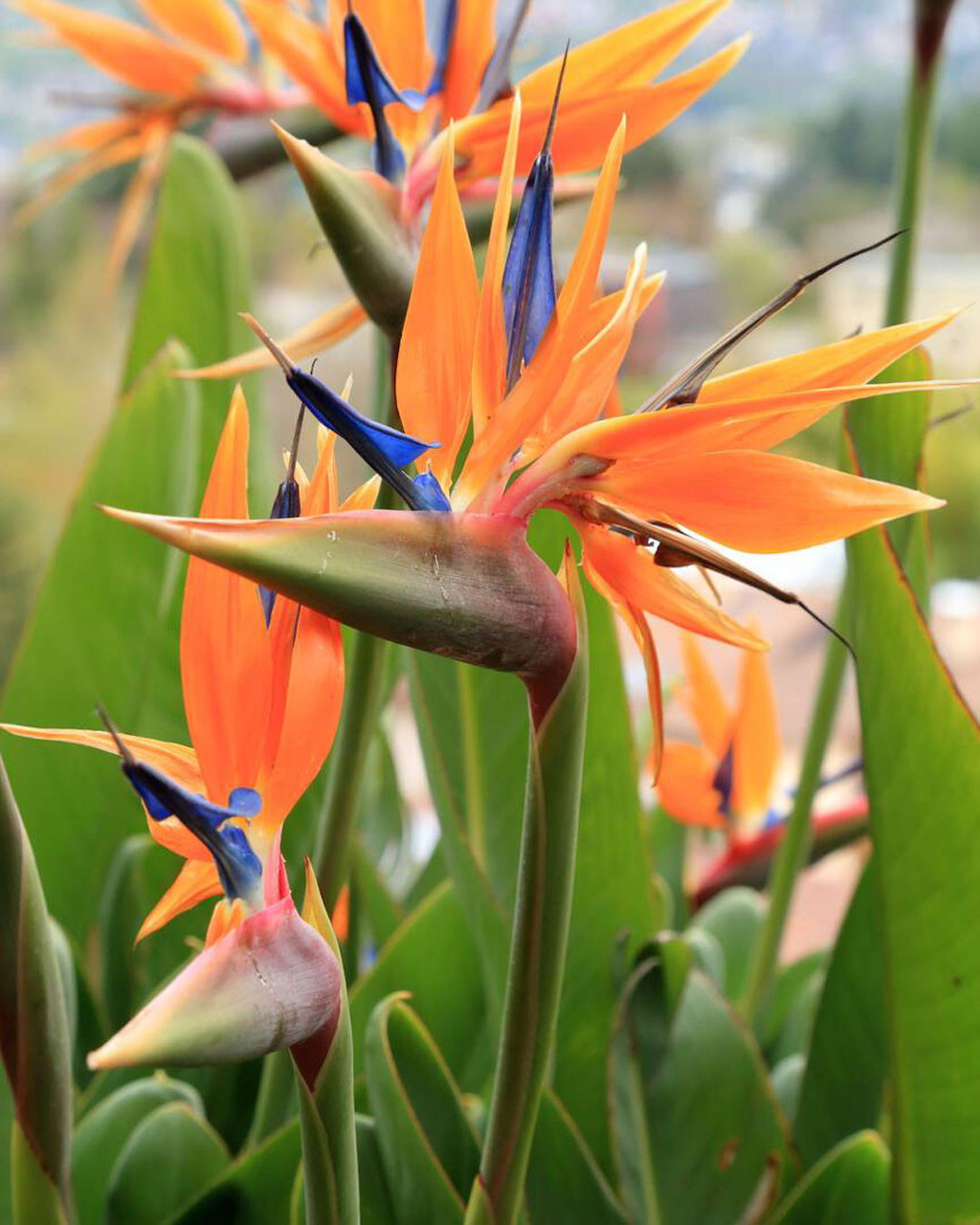 Bird of Paradise Flowers