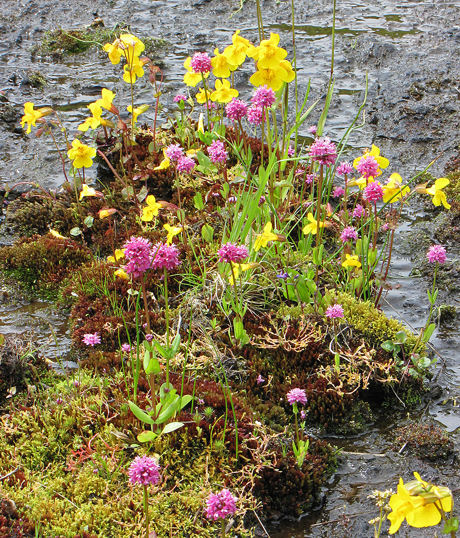 Yellow monkey flowers and pink sea blush growing on mossy wet ground