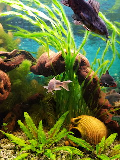 Tropical fish swimming in aquarium with green plants, rocks, and yellow shell on sand bottom