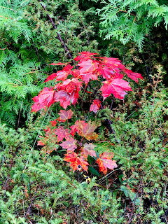 Cedar Trees and Red Maple