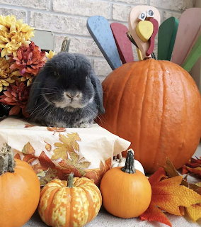 Gray lop-eared buny surrounded by pumpkins, gourds, fall flowers, and a wooden turkey decoration
