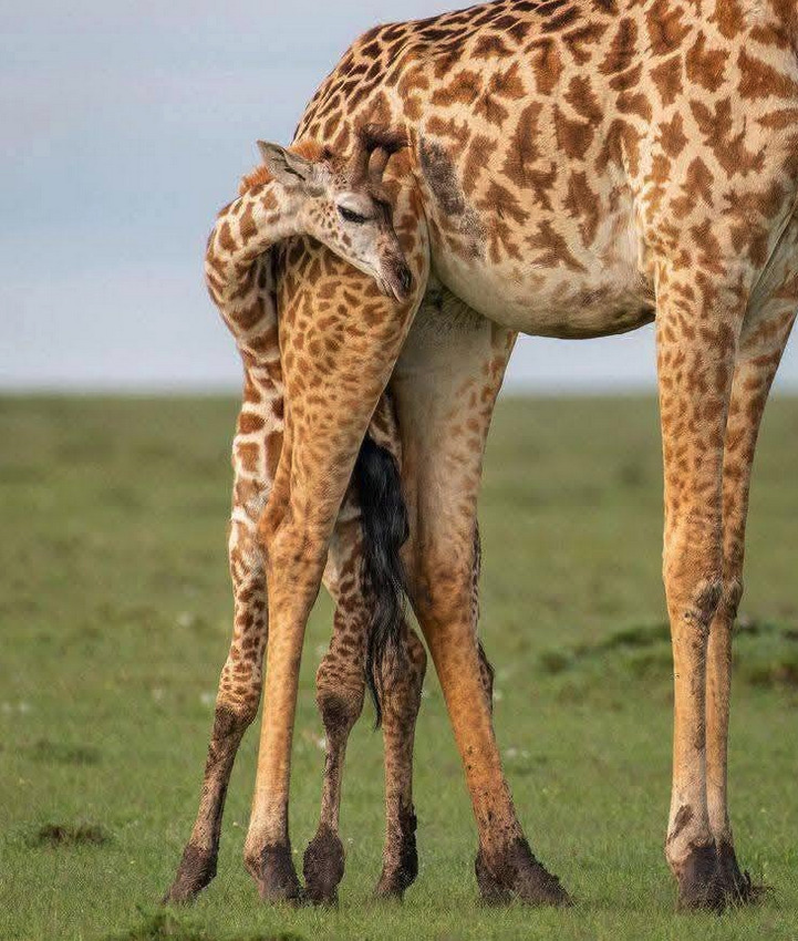 Giraffe Mother and Calf