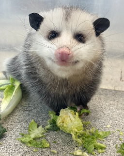 Baby Opossum Portrait
