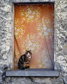 Tabby cat seated in old stone window alcove with peeling orange floral wallpaper
