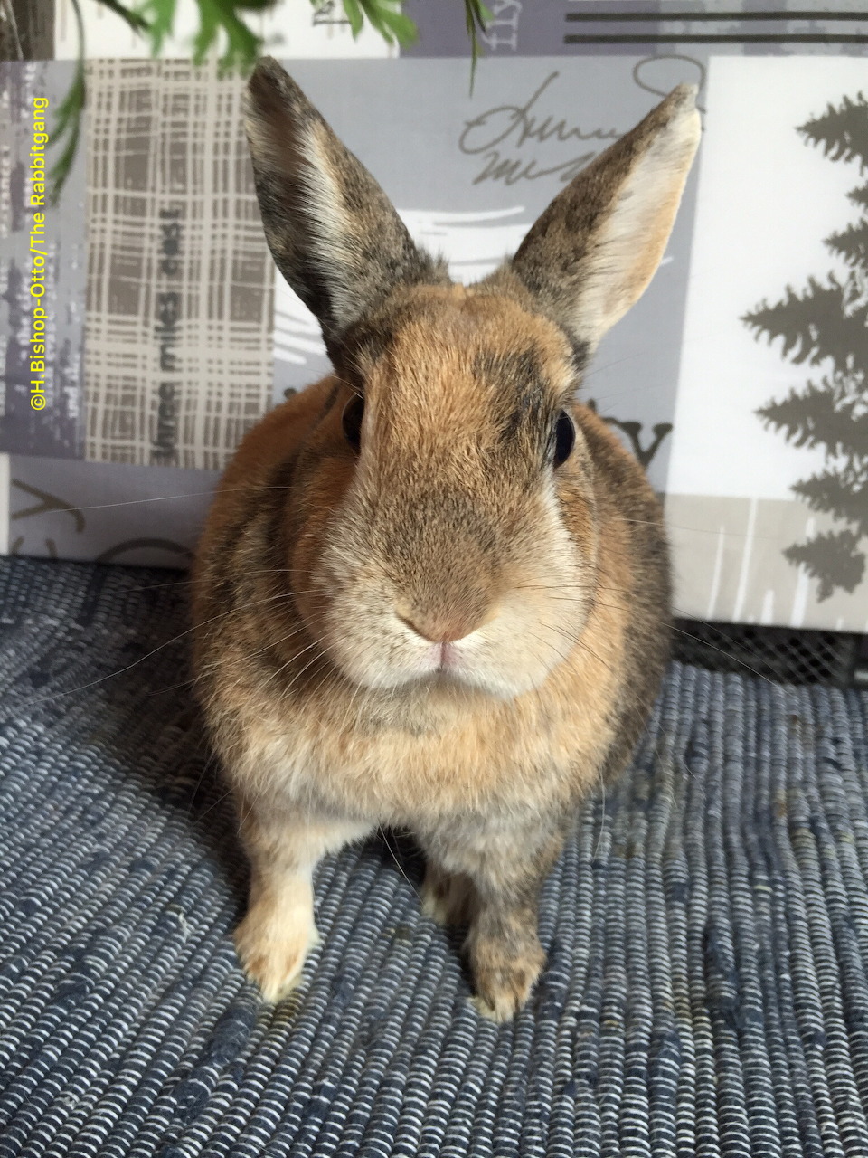 Brown rabbit sitting facing camera on gray textured surface with plants behind