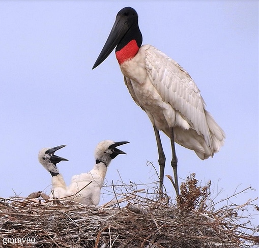 Adult jabiru stork with two chicks in a large twig nest against a blue sky