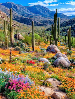 Saguaro National Park in Arizona