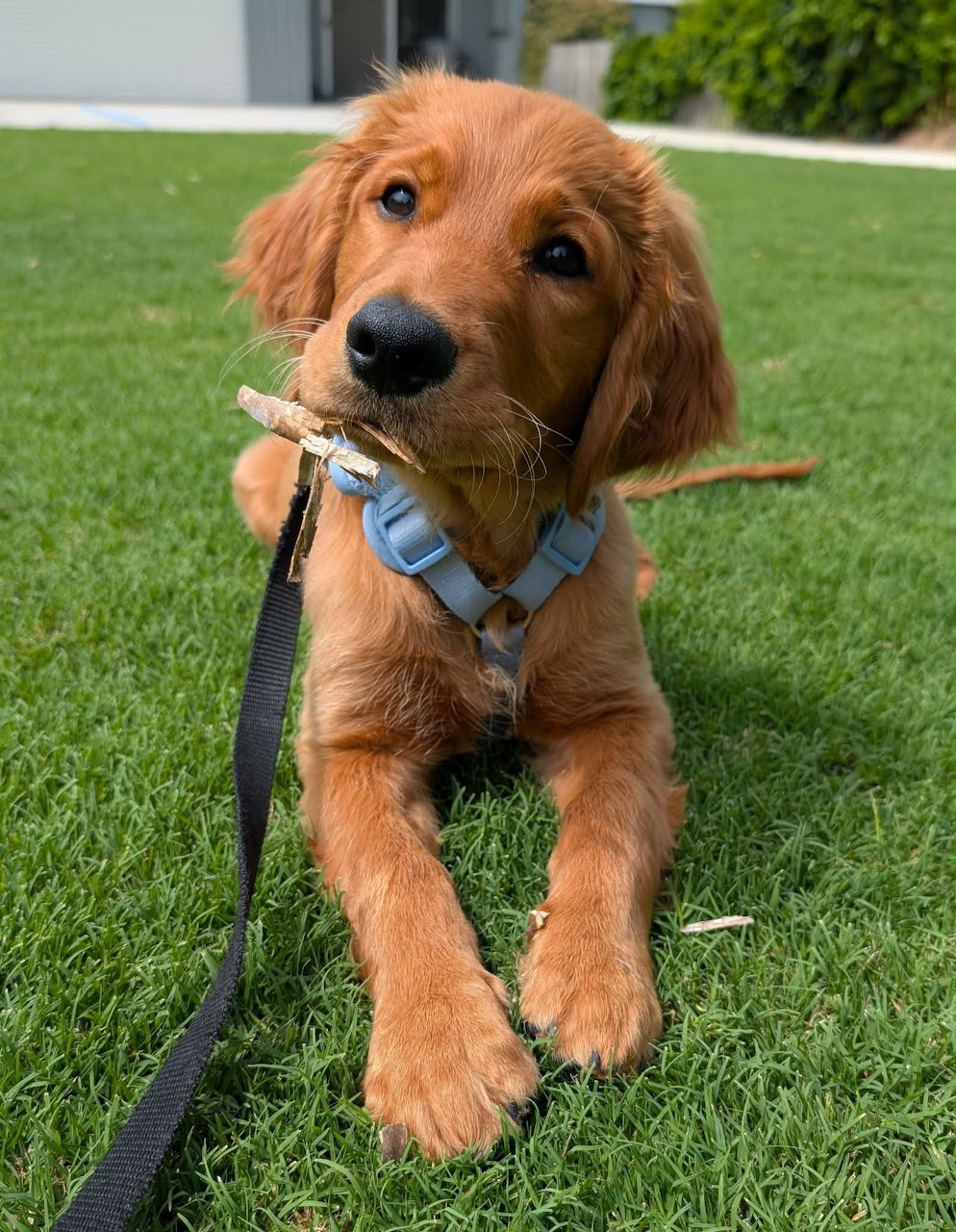 Golden retriever puppy on green turf holding stick, wearing blue harness