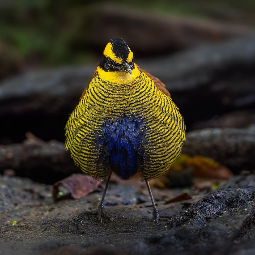 Bornean Banded Pitta bird with yellow striped feathers and blue chest on forest floor