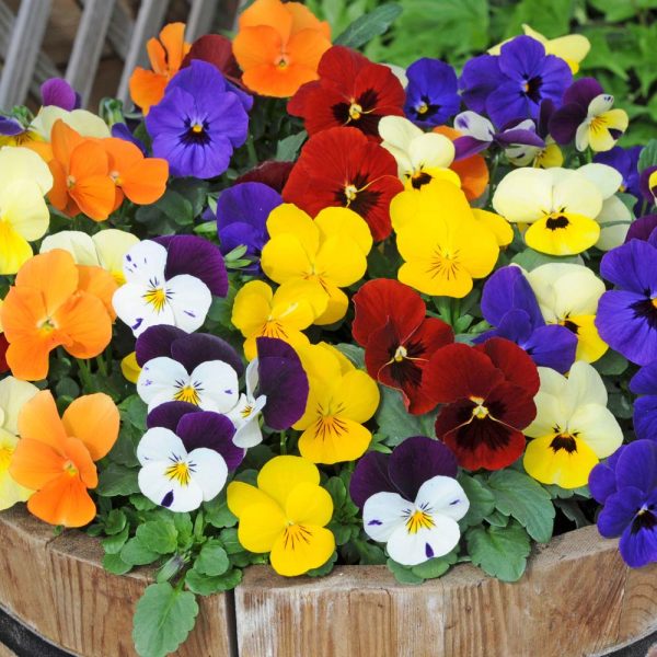 Colorful Pansy Flowers