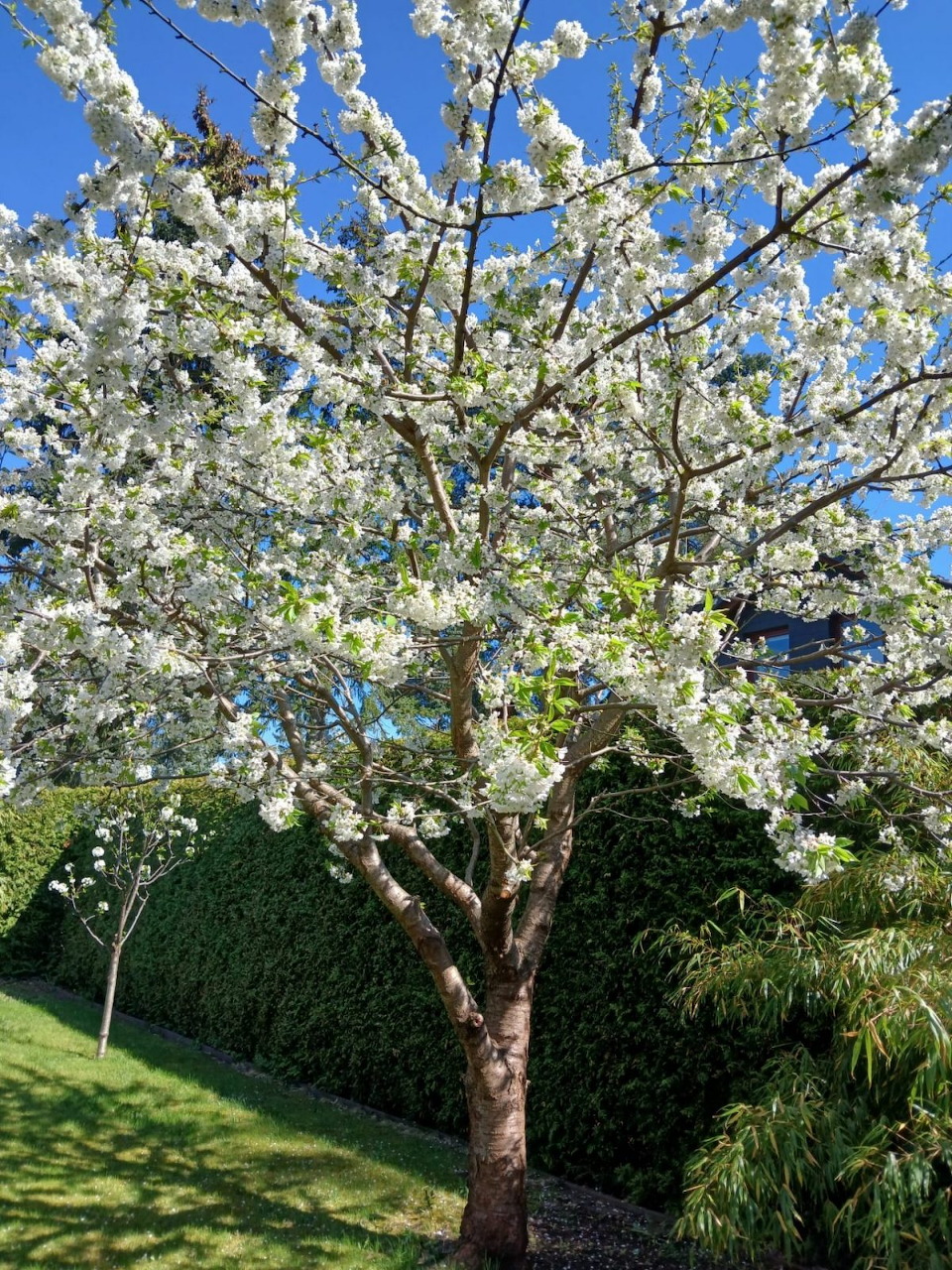 Blooming White Cherry Tree