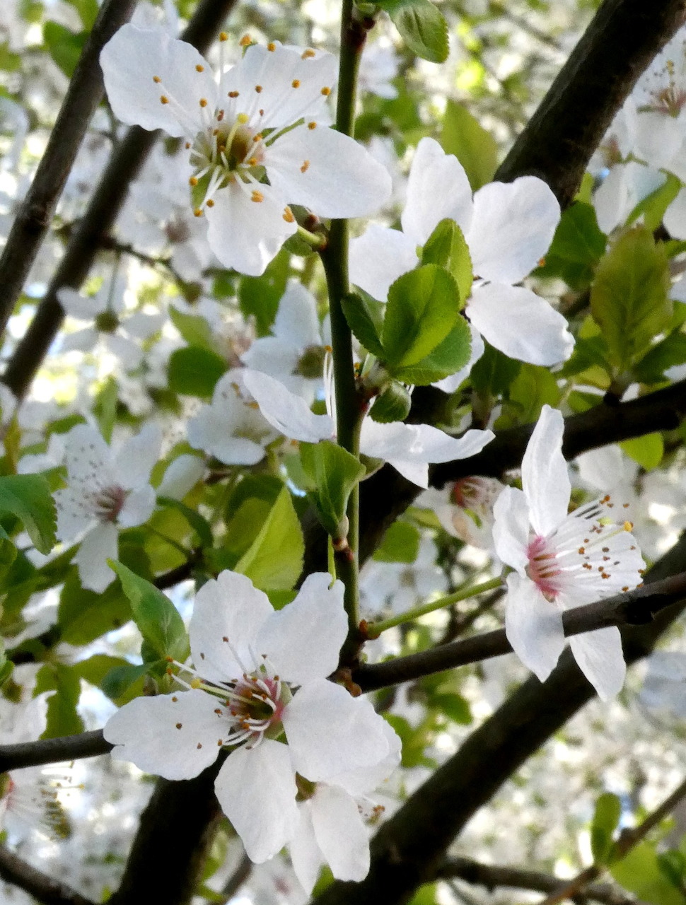 White plum tree blossoms with visible stamens on dark branches among green leaves