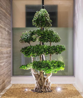 Large indoor bonsai tree with tiered green canopy and gnarled trunk on gravel base