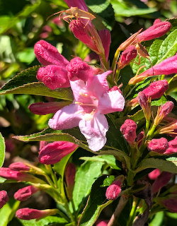 Pink weigela flowers with two brown grasshoppers perched on blooms surrounded by green leaves