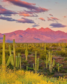 Desert landscape with saguaro cacti, lush green vegetation, and pink clouds over distant mountains at sunset