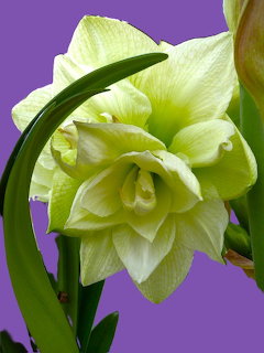 White Amaryllis Flower