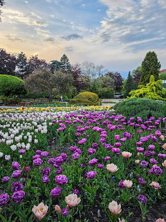 Colorful tulip flower beds in a botanical garden with purple and white blooms, green shrubs, and cloudy sky