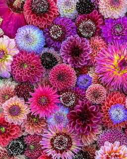 Densely packed colorful dahlia flowers in pink, purple, red, blue, and magenta hues