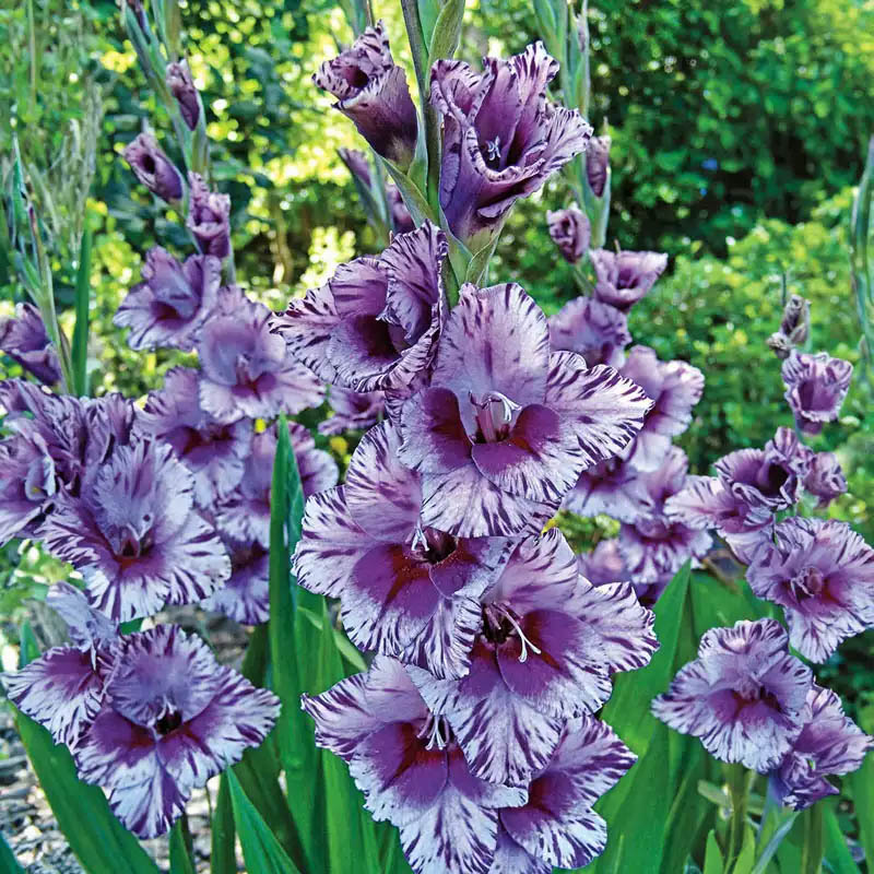 Purple gladiolus flowers with ruffled petals and dark purple markings growing in a garden